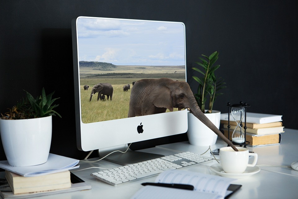 Počítač, slon